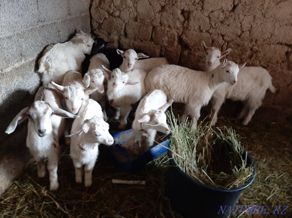 Занен Альпи Нуби ла?тар ?р?ашы Еркек ла? Ешкы ешкі коза козы Лак Шымкент - изображение 3