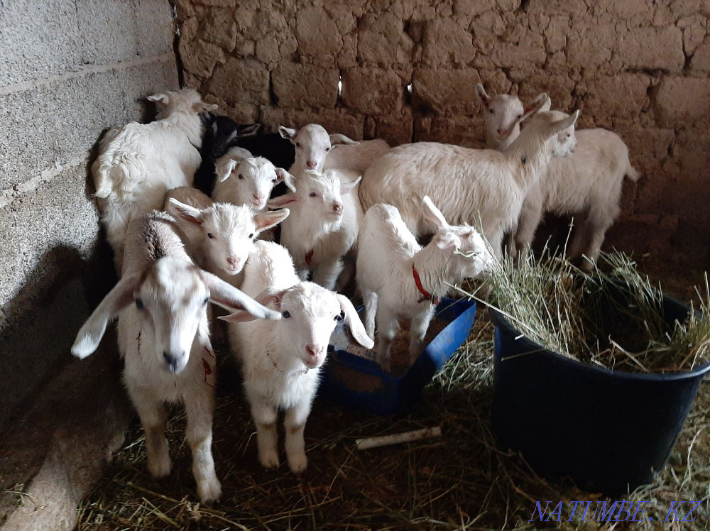 Занен Альпи Нуби ла?тар ?р?ашы Еркек ла? Ешкы ешкі коза козы Лак Шымкент - изображение 4