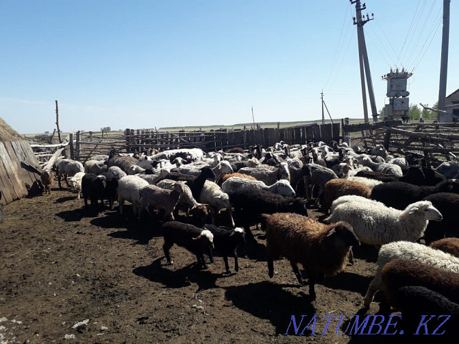 Sheep with lambs. Koylar goats. Sheep lamb sheep. Koi tokty goats Petropavlovsk - photo 2