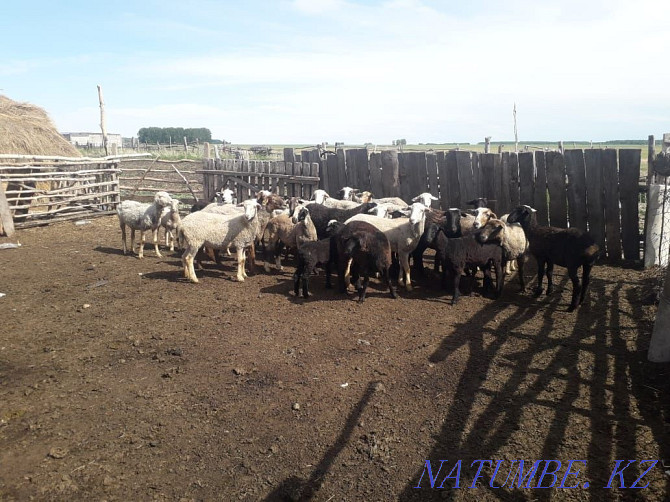 Sheep with lambs. Koylar goats. Sheep lamb sheep. Koi tokty goats Petropavlovsk - photo 4