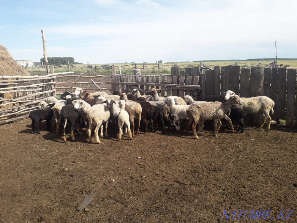 Қозылары бар қойлар. Қойлар ешкілері. Қой қозы қой. Қой тоқты ешкі  Петропавл - изображение 3