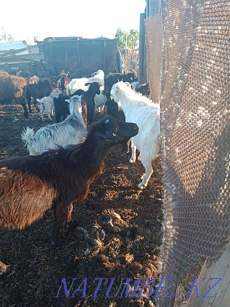 I will sell goats 16 pieces wholesale Yereymentau - photo 1