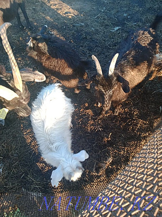 I will sell goats 16 pieces wholesale Yereymentau - photo 2