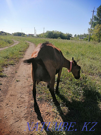 Продам коз Зааненской и Чешской породы Астана - изображение 3