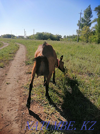 I will sell goats of Saanen and Czech breed Astana - photo 2