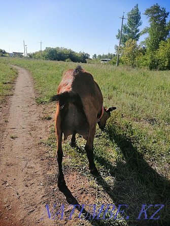 I will sell goats of Saanen and Czech breed Astana - photo 4