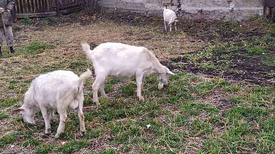коза дойная зааненской породы  Өскемен