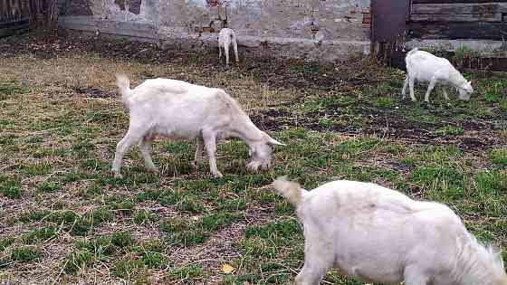 коза дойная зааненской породы Усть-Каменогорск