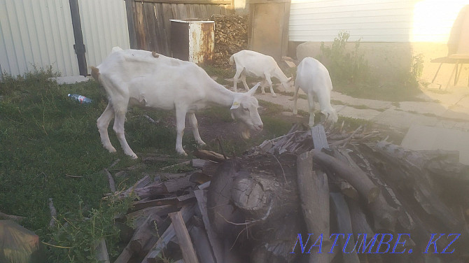dairy goat of Saanen breed Ust-Kamenogorsk - photo 2