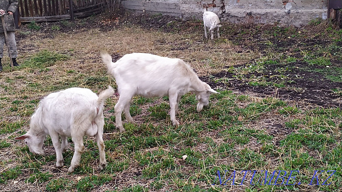 dairy goat of Saanen breed Ust-Kamenogorsk - photo 3