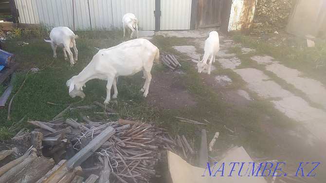 коза дойная зааненской породы Усть-Каменогорск - изображение 1