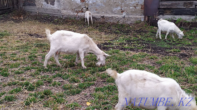 dairy goat of Saanen breed Ust-Kamenogorsk - photo 4