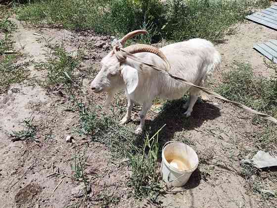 Продается коза(ешкi)  Қызылорда