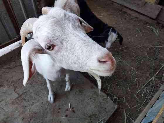 Продается коза(ешкi) Кызылорда