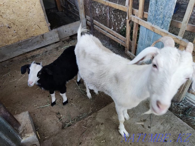 Продается коза(ешкi) Кызылорда - изображение 3