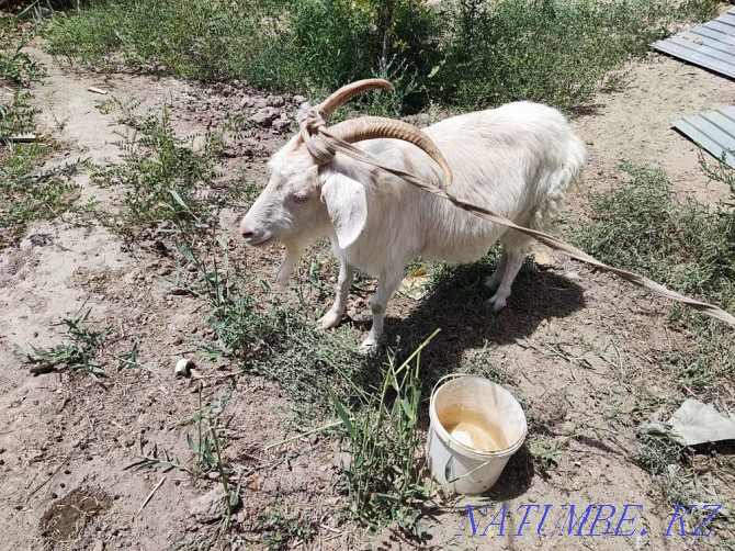 Продается коза(ешкi) Кызылорда - изображение 1