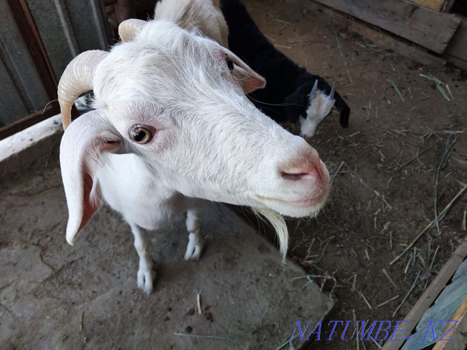 Продается коза(ешкi) Кызылорда - изображение 2