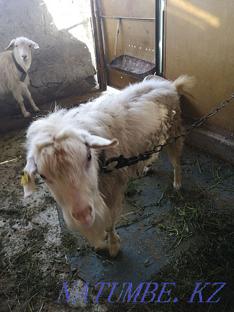 Продам коз дойных с козлятами  - изображение 1