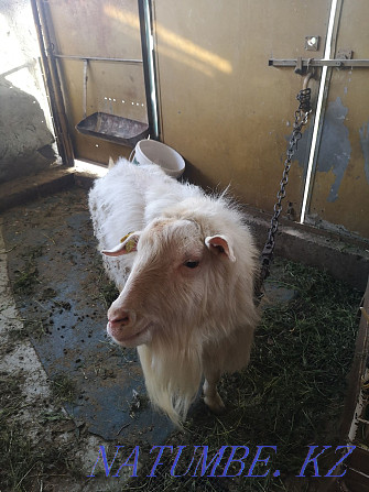 I will sell dairy goats with kids  - photo 2