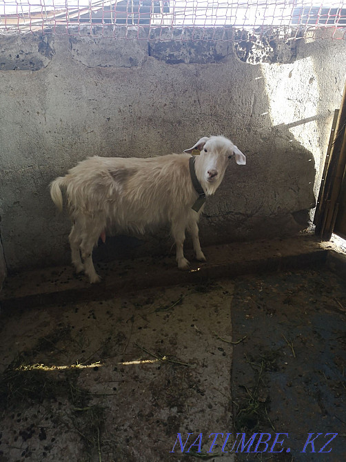 I will sell dairy goats with kids  - photo 3