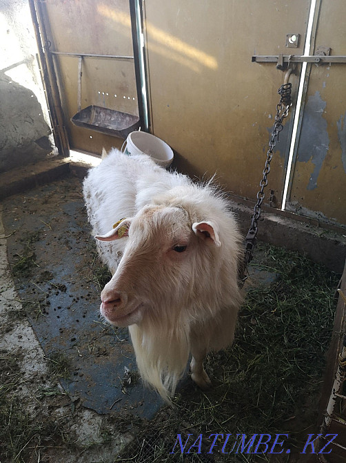 I will sell dairy goats with kids  - photo 2