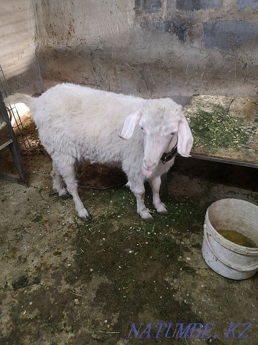 I will sell dairy goats with kids  - photo 4