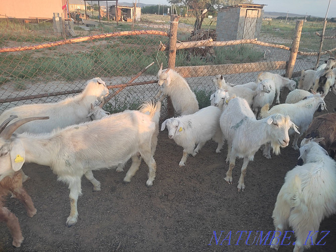 Urgently selling 10 gallons of goats selling selling selling selling selling selling selling selling.. Ush-Tyube - photo 1