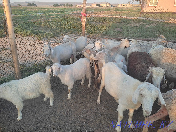 Urgently selling 10 gallons of goats selling selling selling selling selling selling selling selling.. Ush-Tyube - photo 2