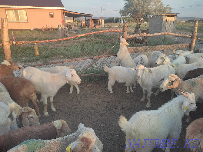 Urgently selling 10 gallons of goats selling selling selling selling selling selling selling selling.. Ush-Tyube - photo 3