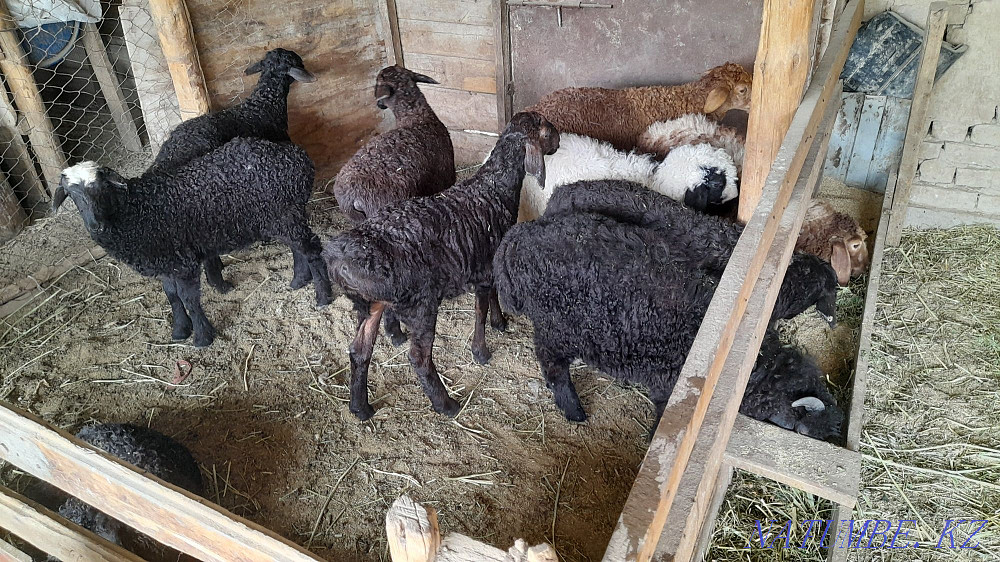 Марка Козы 27000 саудасы бар Кызылорда - изображение 1