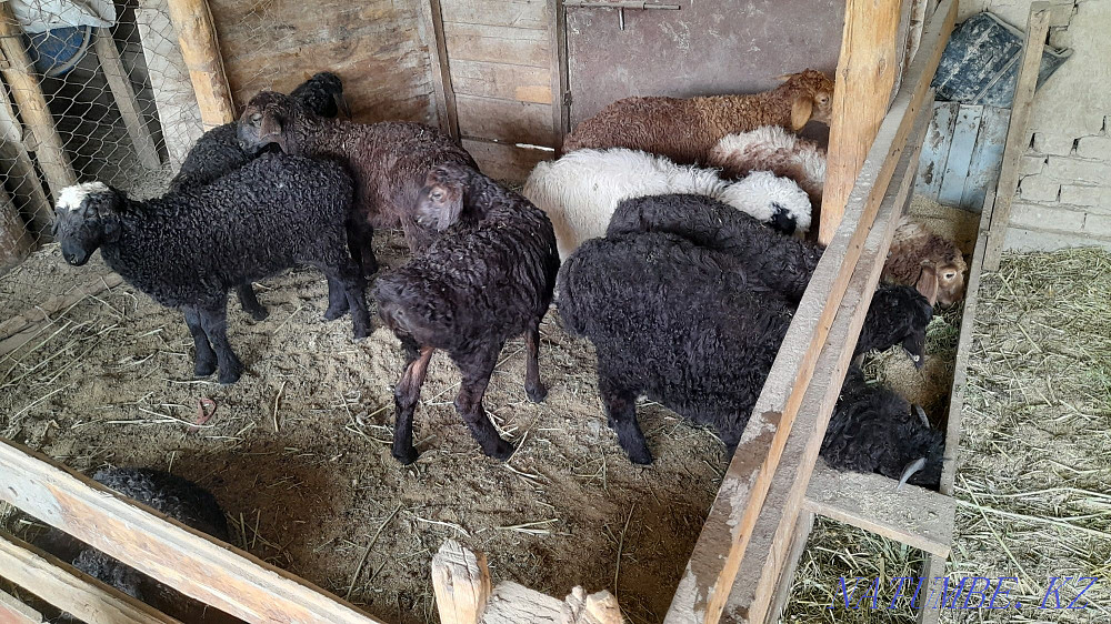 Марка Козы 27000 саудасы бар Кызылорда - изображение 2