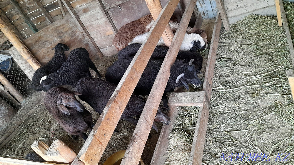 Марка Козы 27000 саудасы бар Кызылорда - изображение 3