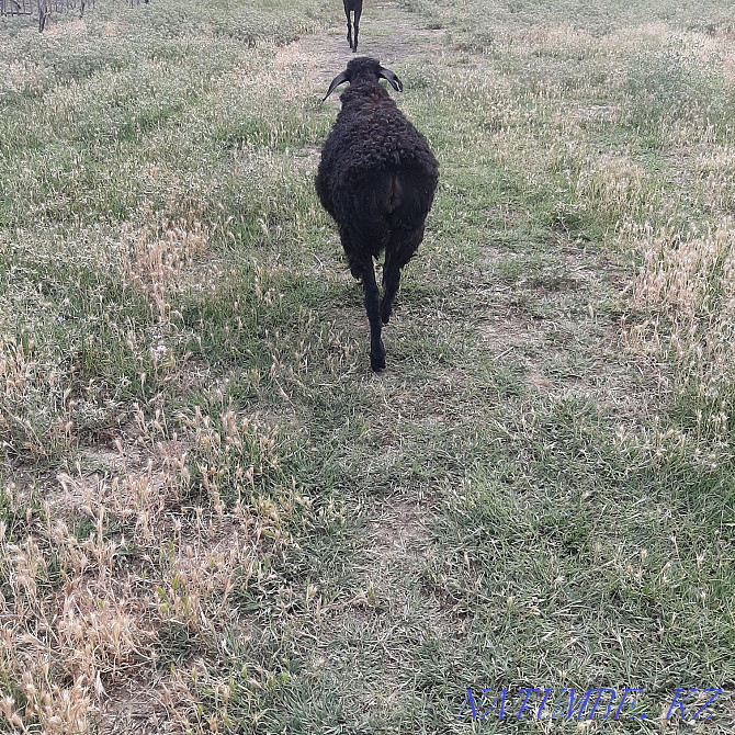 Goats 3 isles? ?gashy Kentau - photo 1