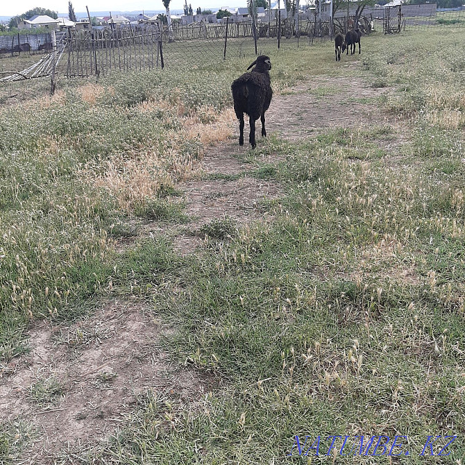 Goats 3 isles? ?gashy Kentau - photo 2