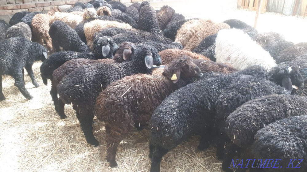 Satylada goat brand Kyzylorda - photo 1