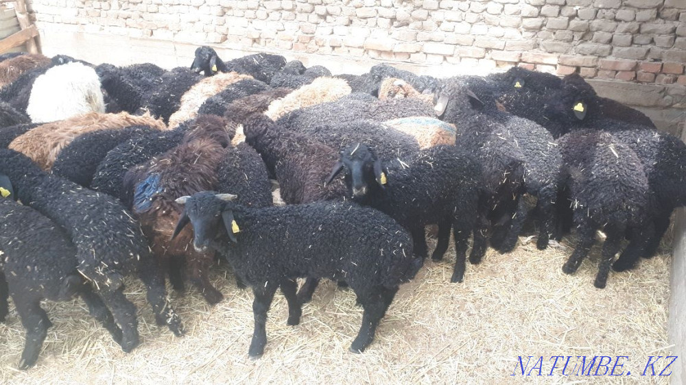 Satylada goat brand Kyzylorda - photo 2