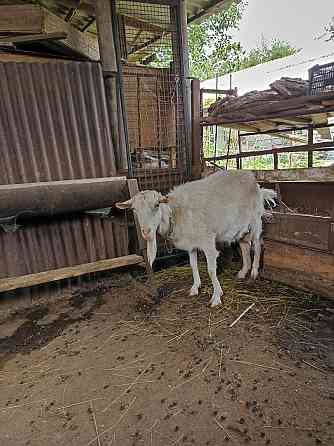 Продам коз,козлят Almaty