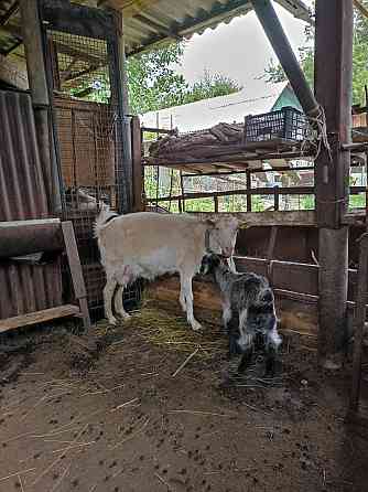 Продам коз,козлят Almaty