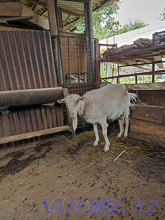Продам коз,козлят Алматы - изображение 4