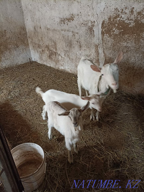 Ешкі мен лақтар сатылады  Алматы - изображение 3