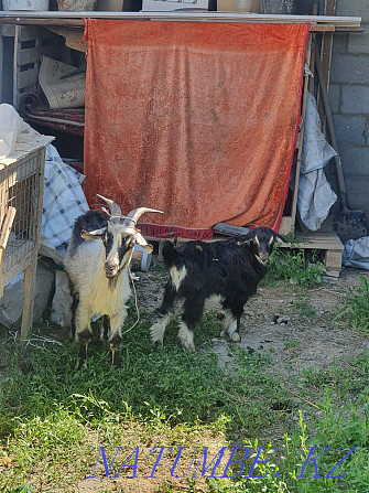 Продам козу с ягненком Талдыкорган - изображение 1