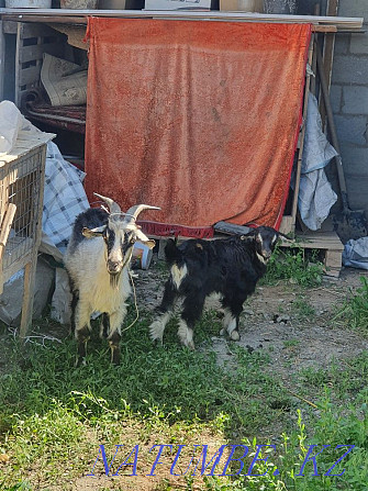 goat and lamb for sale Taldykorgan - photo 2