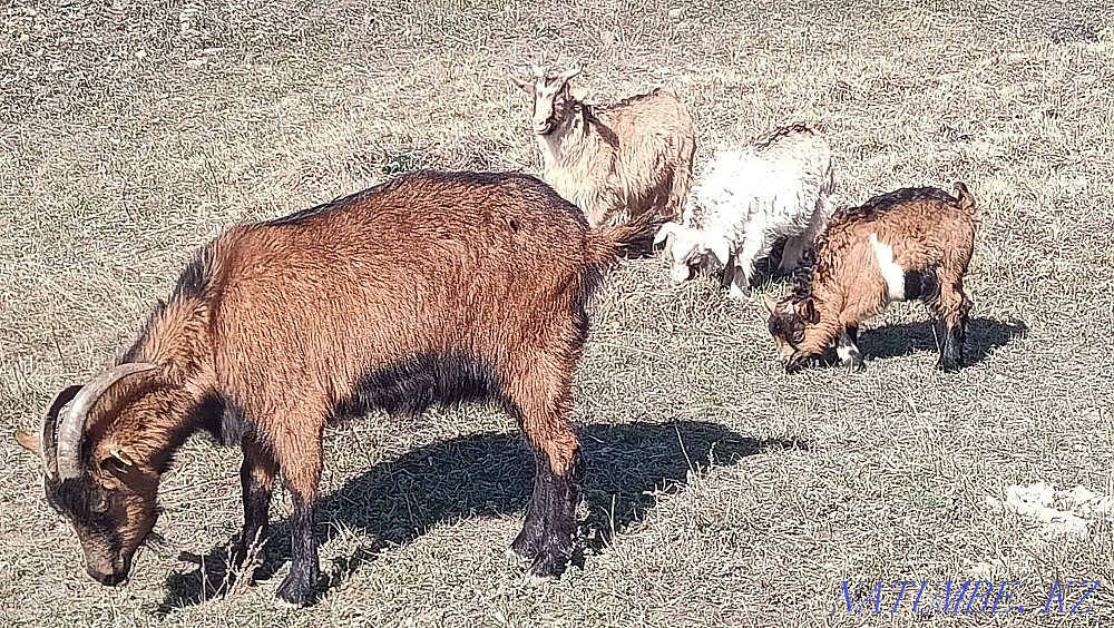 Sauylatyn eshkiler satylady, Kokpektide t?r Goats are sold Кокпекты - photo 4