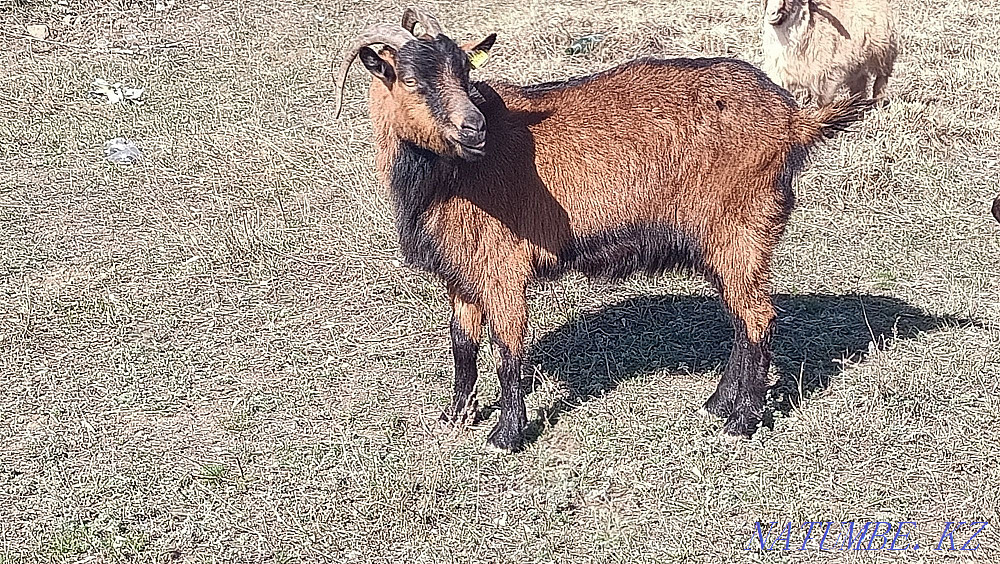 Sauylatyn eshkiler satylady, Kokpektide t?r Goats are sold Кокпекты - photo 1