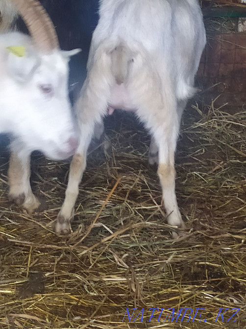 Dairy goats Astana - photo 4