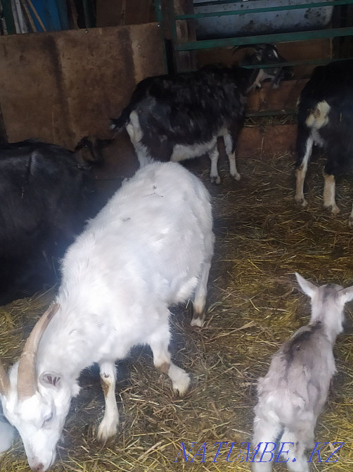 Dairy goats Astana - photo 3