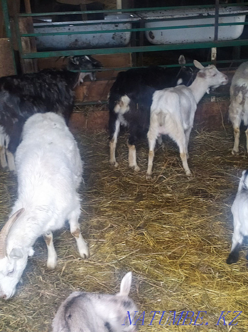 Dairy goats Astana - photo 1