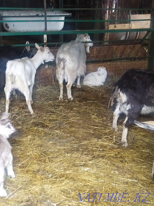 Dairy goats Astana - photo 2