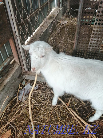 Sell baby goats Байзак - photo 2