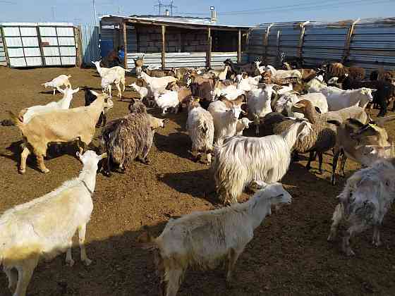 Оптом козы 30голов Astana